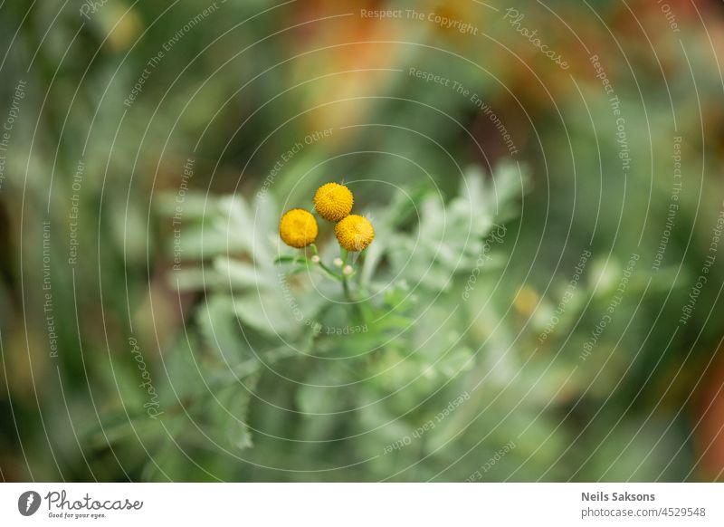 Rainfarn Tanacetum vulgare auch bekannt als Gemeiner Rainfarn, Bitterknöpfe, Kuhbitter, Beifuß oder Goldknöpfe Blume Pflanze Flora geblümt Blütenknospen gelb