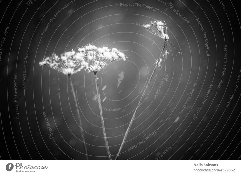 Schneefall in der Weihnachtszeit. Und die römische Zahl IV (4). Intravenös. abstrakt schön Schönheit kalt bedeckt Kristalle tot trocknen Feld Flora geblümt