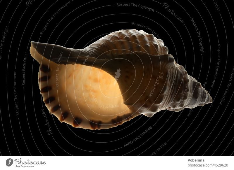 Meeresschnecke vor schwarzem Hintergrund grau meeresschnecke meeresschnecken schneckenhaus silbern souvenir weichtier hintergrund gehäuse durchlicht gegenlicht