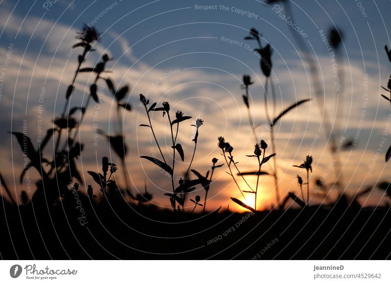 feine Wiesenblumen Siluette bei Sonnenuntergang, Dämmerung Natur Herbst schwartz zart Außenaufnahme Unschärfe verlassen Schwache Tiefenschärfe Menschenleer Ruhe