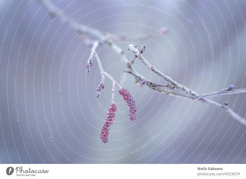 Ohrringknospen an einem verschneiten Ast im Vorfrühling. Baum Natur Pflanze Wald Saison Blume Frühling Nahaufnahme Makro braun natürlich Blüte Hintergrund Bokeh