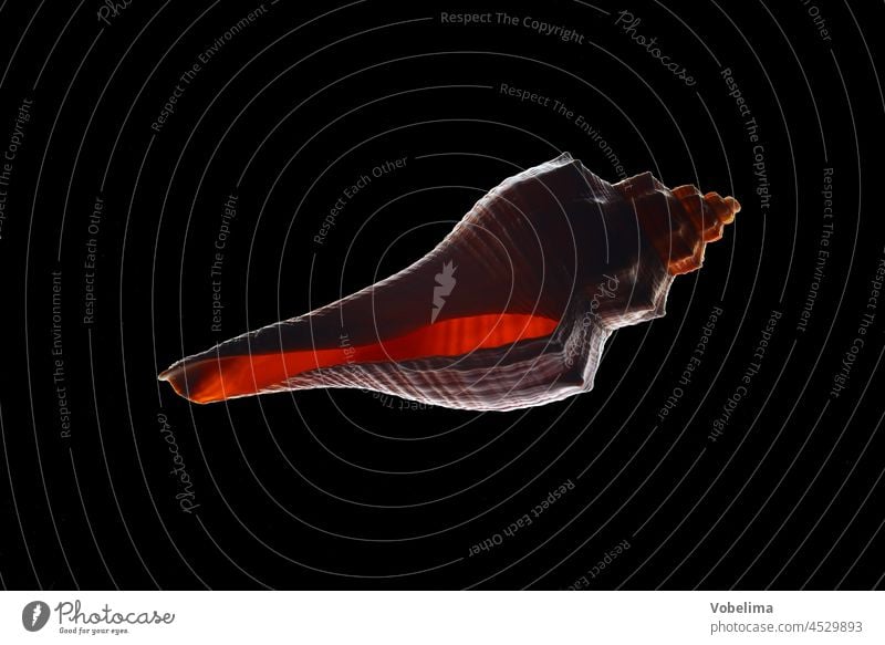 Meeresschnecke vor schwarzem Hintergrund grau meeresschnecke meeresschnecken schneckenhaus silbern souvenir weichtier hintergrund gehäuse durchlicht gegenlicht