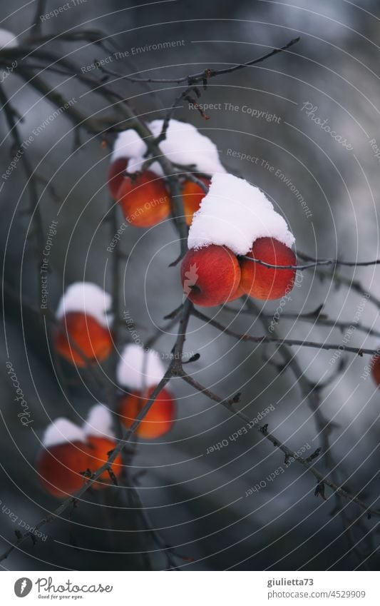 Winteräpfel in der Dämmerung mit Schnee zugedeckt Apfel Frucht Garten Apfelbaum frieren Schneedecke Winterschlaf Außenaufnahme Menschenleer Farbfoto winterfest