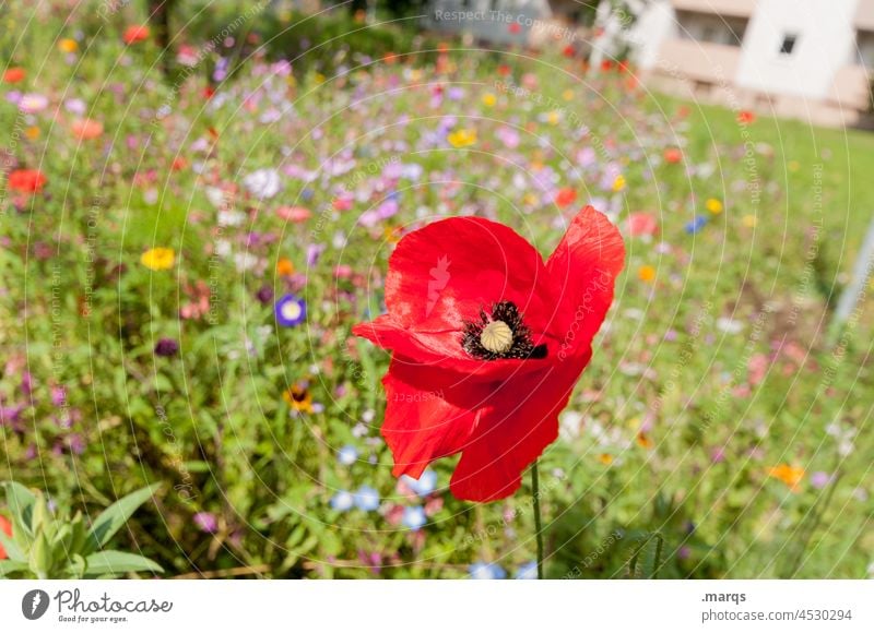 Klatschmohn nachhaltig Umwelt Blumenwiese schön bunt Wildblumen Natur Pflanze Frühling Sommer Schönes Wetter Wiesenblume Blühend Duft Wachstum mehrfarbig