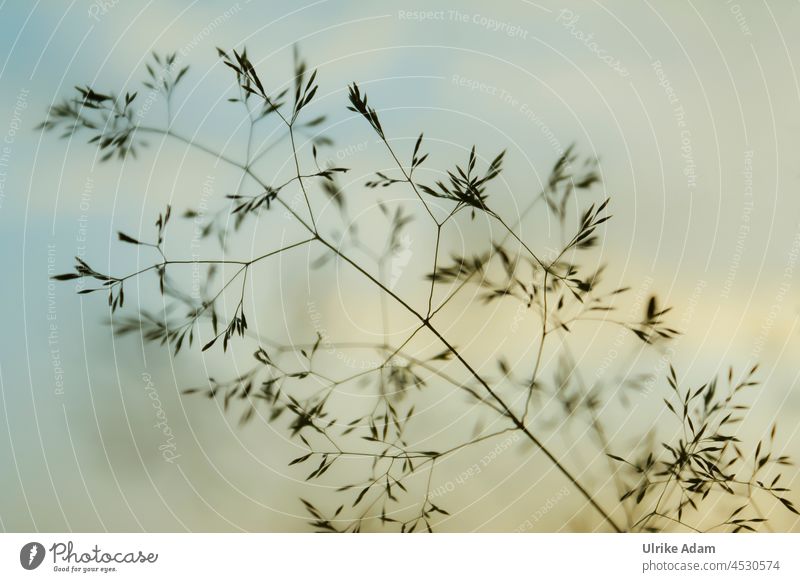 Filigrane Gräserblüte Gegenlicht Hintergrund neutral Makroaufnahme Detailaufnahme Nahaufnahme Außenaufnahme Farbfoto ruhig Stimmung Wiese Samen Grassamen