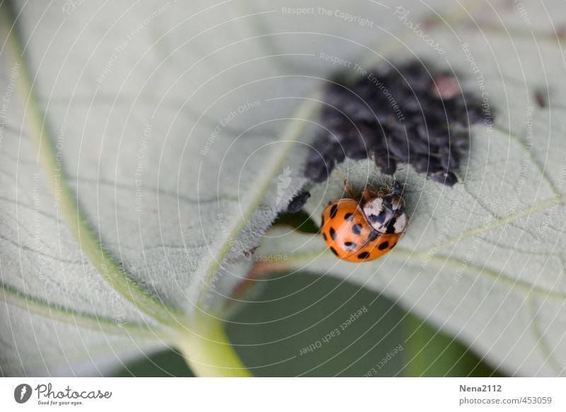 Untermieter | Unter(blatt)mieter mit Tierhaltung Umwelt Natur Pflanze Sommer Blatt Garten Park Wiese Käfer 1 Tiergruppe gebrauchen Essen krabbeln Ekel klein rot