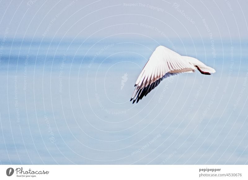 Möwe im Flug Möwenvögel möwen fliegen fliegend Vogel Flügel Tier Außenaufnahme Farbfoto Himmel Freiheit Flügelschlag Vögel Vogelflug Wildvogel Wildtier