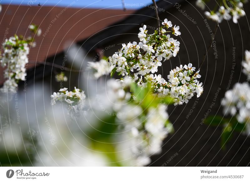 Blüten eines Baumes im Frühling Obst Obstbaum warm Duft Aufbruch Landleben Bauernhof Bienen Garten Park Sonne