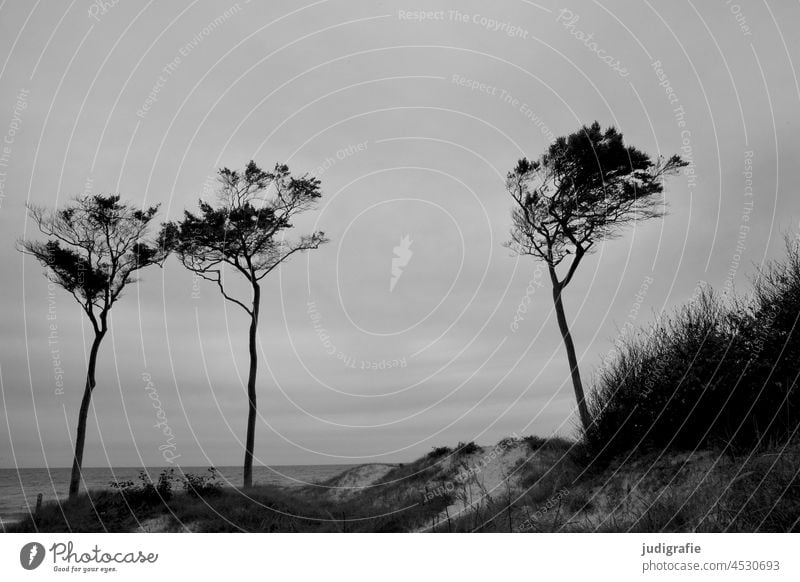 Drei Bäume am Darßer Weststrand Schwarzweißfoto Idylle wild natürlich Ferien & Urlaub & Reisen Erholung Sand Gras Baum Natur Meer Stranddüne Landschaft Wind