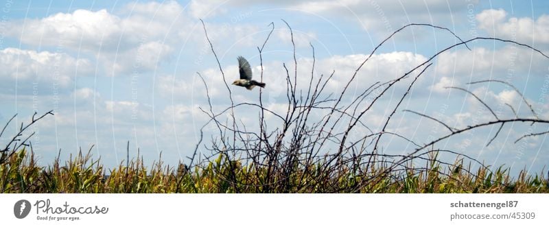 freiheit Vogel Sträucher Wolken grün fliegen Mais Himmel Freiheit kleiner vogel Flügel Natur Spaziergang