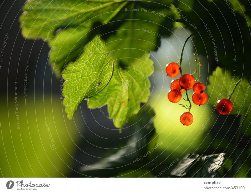 Johannes Lebensmittel Frucht Ernährung Essen Picknick Bioprodukte Vegetarische Ernährung Diät Gesundheit grün rot Johannisbeeren Sonnenlicht Beeren