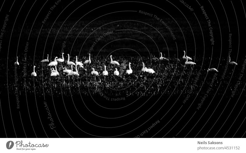 Schwäne im Sonnenlicht Silhouette Formationsflug Zusammensein frei Vogel Bewegung natürlich Umwelt Vogelzug viele Freiheit Vogelflug Zugvogel Ast Baum