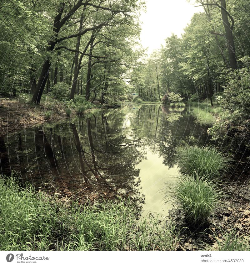 Kromlau Waldsee friedlich still Park Landkreis Görlitz Ostdeutschland Niederschlesien Sachsen Außenaufnahme Farbfoto Menschenleer Gräser Sträucher Bäume