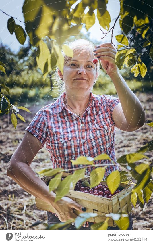 Frau pflückt Kirschen im Obstgarten. Gärtner bei der Arbeit im Garten Kommissionierung Frucht Landwirt Ernte pflücken Sammeln saftig Wachstum horizontal Frische