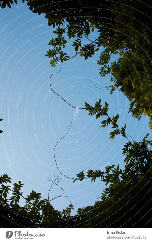 Abstrakt, Grünes Blatt Muster Natur dunkelgrünen Hintergrund. grüne Blätter isoliert weißen Hintergrund mit Clipping-Pfad. Natur Rahmen für die Dekoration Design.