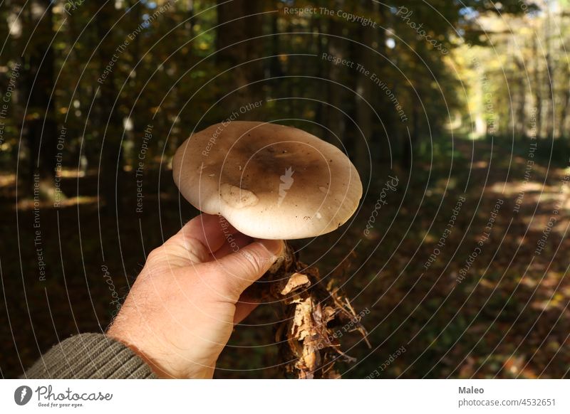 Hand mit Pilz auf dem Hintergrund des Herbstwaldes im Freien Steinpilze botanisch braun Verschlussdeckel Champignon Nahaufnahme Farbe farbenfroh Kürzungen