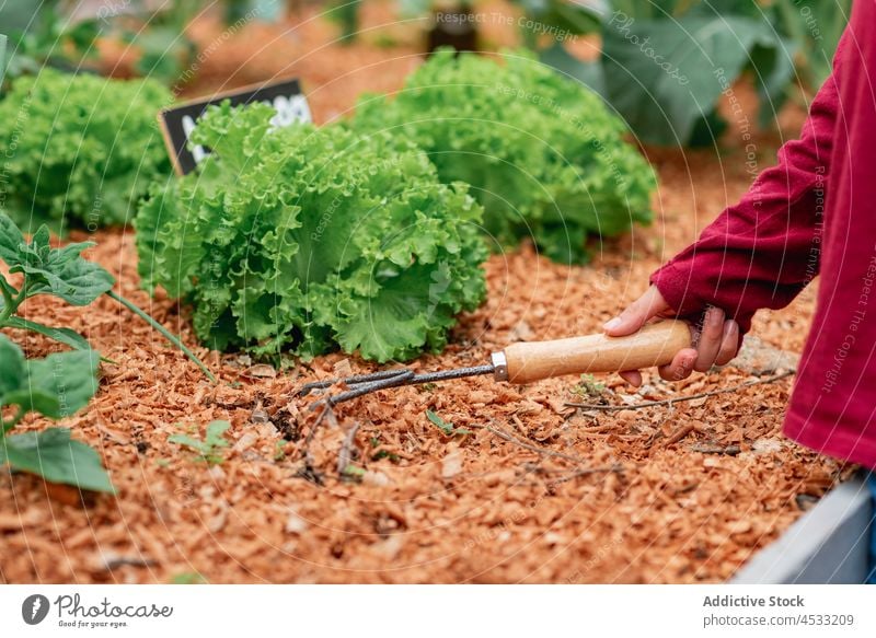 Landwirt lockert den Boden im Gartenbeet mit einer Harke Gärtner lockern Salatbeilage Suppengrün Bett Pflanze Ackerbau Agronomie Gemüse Bauernhof Werkzeug