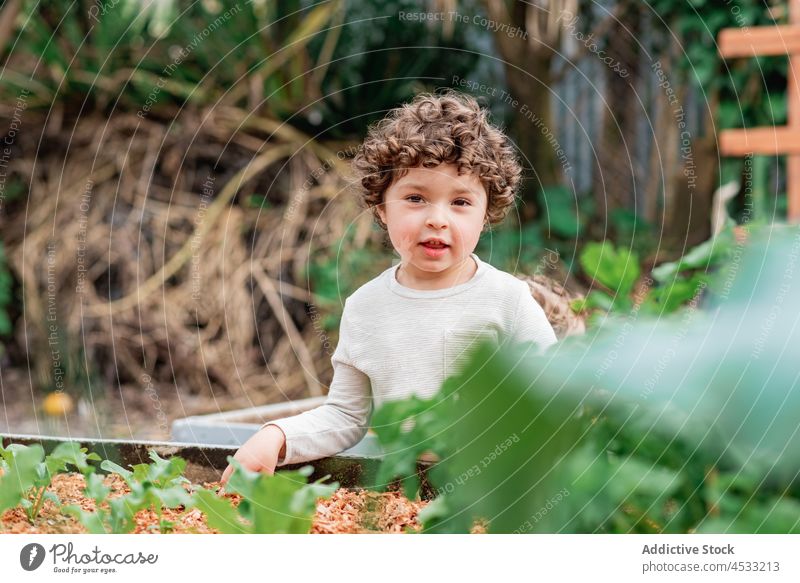 Niedlicher kleiner Junge hilft im Garten Kind Pflanze wachsen Bett Kindheit unschuldig neugierig Hof Landschaft sprießen Aussaat Ackerbau krause Haare