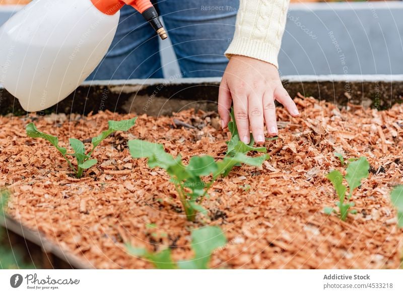 Anonyme Frau sprüht Pflanzen, die im Garten angebaut werden Gärtner Spray Wasser Bett Ackerbau kultivieren Gartenbau Sprühgerät vegetieren wachsen Bauernhof