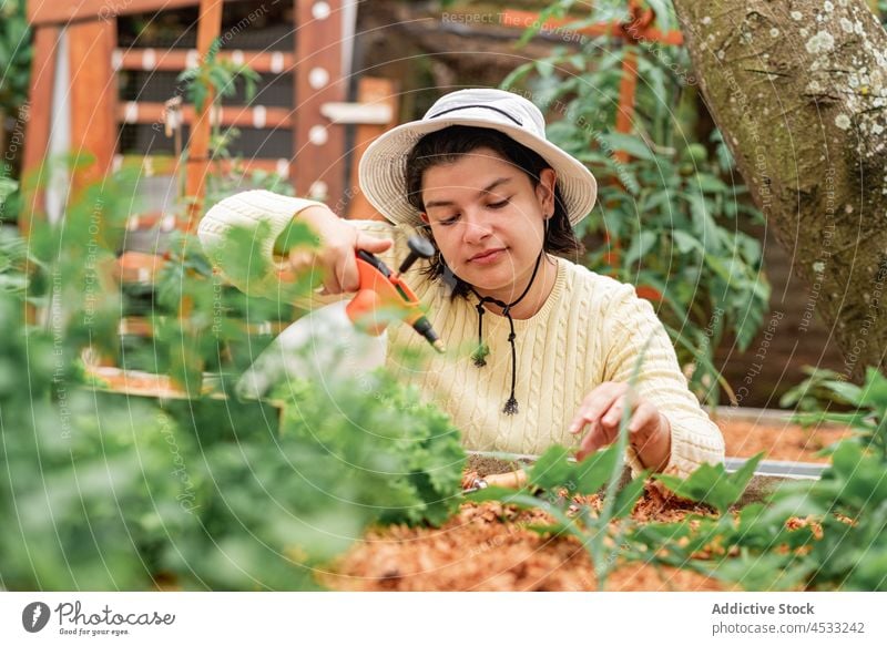 Frau sprüht Pflanzen, die im Garten angebaut werden Gärtner Spray Wasser Bett Ackerbau kultivieren Gartenbau Sprühgerät vegetieren wachsen Bauernhof Blatt