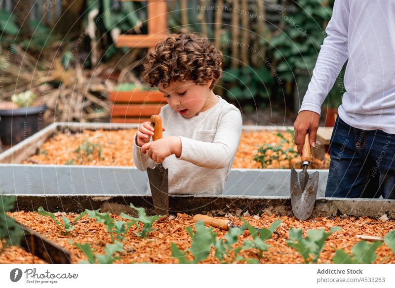 Anonyme Brüder bei der Gartenarbeit mit Schaufel Junge Bruder Setzling Bett erklären Hilfsbereitschaft Boden schaufeln Zusammensein Arbeit Landschaft Aussaat