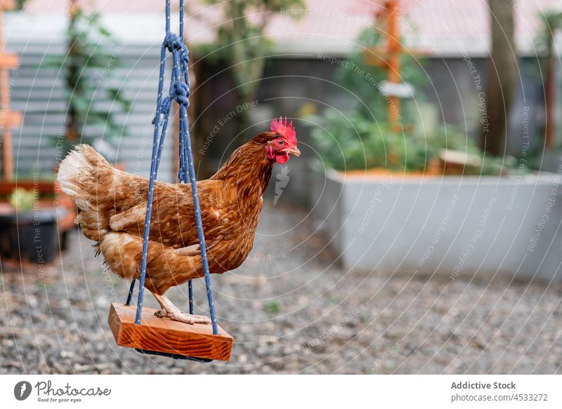 Haushuhn auf einer Schaukel sitzend Hähnchen pendeln Garten Vogel Bauernhof Federvieh Ackerbau Viehbestand Landschaft Vorstadt Gefieder Kreatur Schnabel Tier