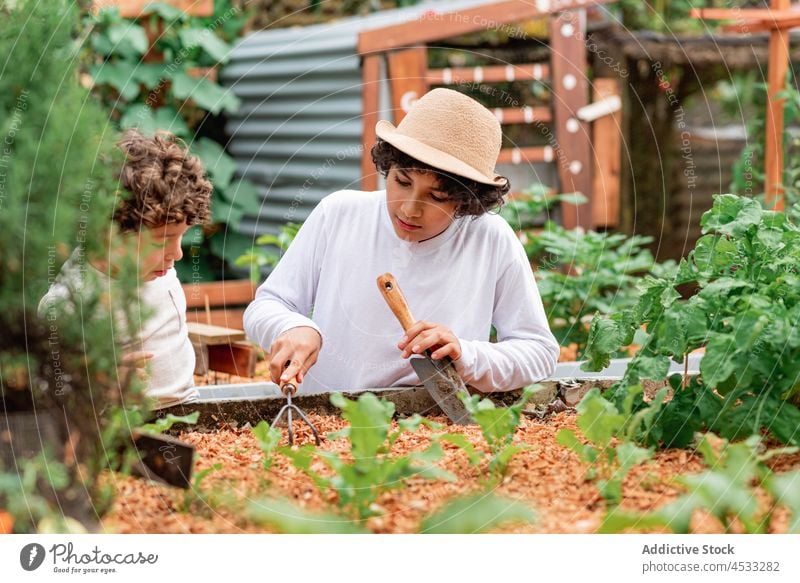 Brüder, die den Boden im Garten mit einer Harke auflockern Junge Bruder Setzling Bett erklären Hilfsbereitschaft Zusammensein Arbeit Landschaft Aussaat Kind