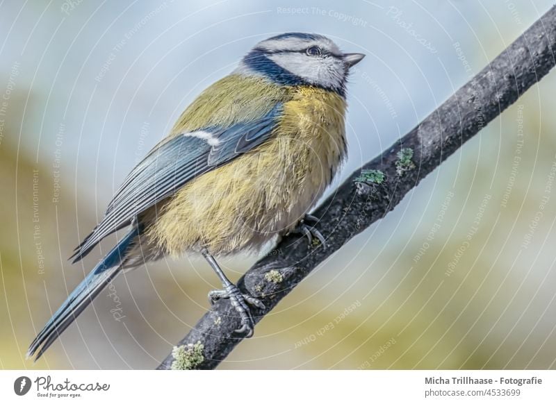 Blaumeise im Sonnenschein Cyanistes caeruleus Meisen Tiergesicht Kopf Auge Schnabel gefiedert Flügel Feder Krallen Vogel Wildtier Tierporträt Ganzkörperaufnahme