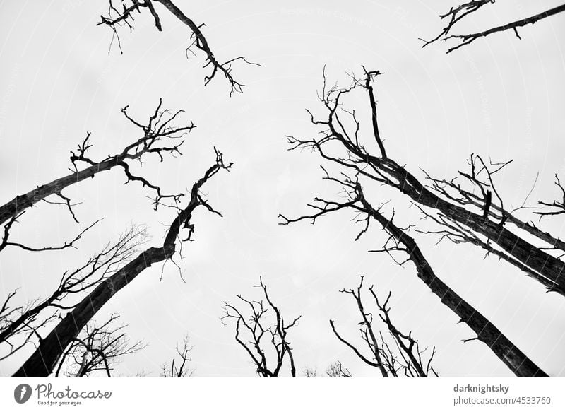 Abgestorbene Bäume in einem Sumpfgebiet, Baumstämme und Äste in einem Wald zur herbstlichen Jahreszeit, Laubwald und Laubbäume Natur Herbst Forst baumstämme