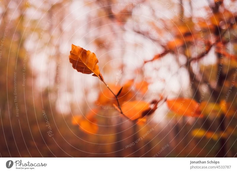 Herbstblatt an einem Baum im Wald Blatt Nahaufnahme Schwache Tiefenschärfe Natur Farbfoto Außenaufnahme Pflanze Menschenleer Tag natürlich herbstlich