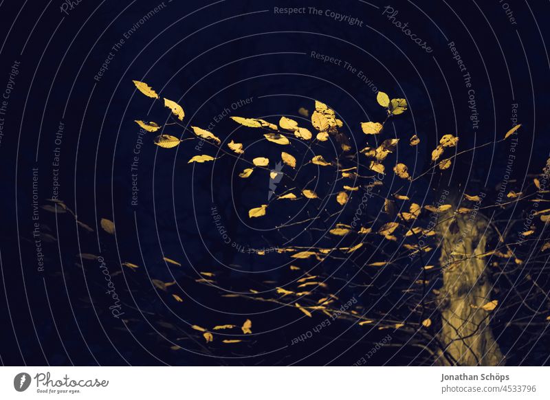 angeleuchteter Baum nachts im Herbst Erhellung erleuchten Licht dunkel Nacht Beleuchtung Abend Kunstlicht Außenaufnahme Menschenleer Elektrizität Farbfoto