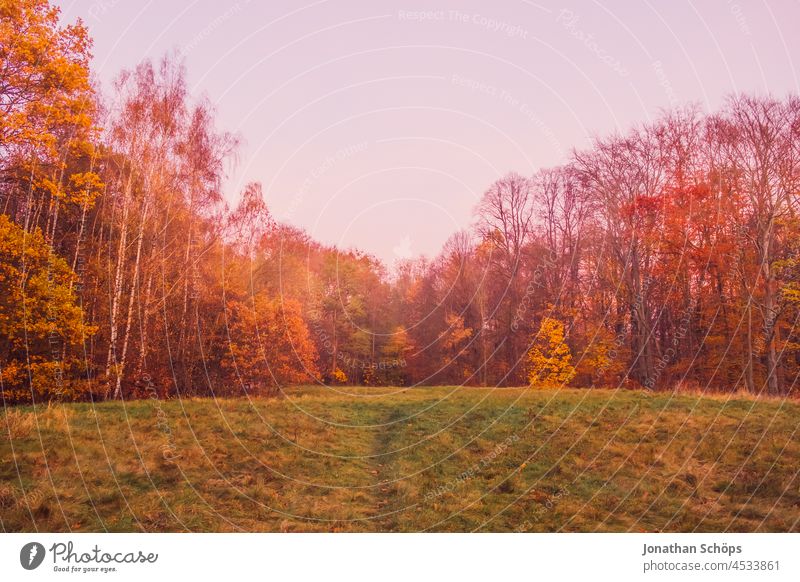 Herbst im Küchwald Chemnitz Herbstblatt Blatt Baum Wald Nahaufnahme Natur Farbfoto Außenaufnahme Pflanze Menschenleer Tag natürlich herbstlich Herbstfärbung