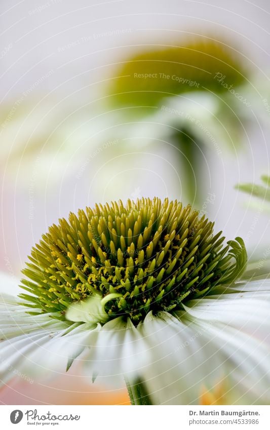 Weiße Blütenstände von Echinacea purpurea Blütenstand weiß Sorte Auslese Korbblütler aus Nordamerika Staude Gartenblume Kultursorte Asteraceae Compositae