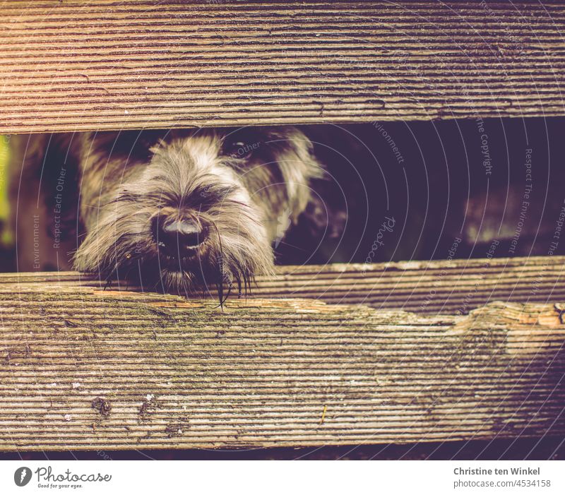 Neugierig und freundlich schaut der Hund durch eine Lücke des Gartenzauns Hundegesicht neugierig Blick Zaun Grenze Barriere Tier 1 Tier schauen kontaktaufnahme