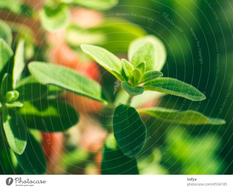 Heimgarten Majorananbau im Freien Topf Kraut Garten Pflanze grün Blatt Natur organisch wachsen Gartenarbeit Wachstum neu Frühling jung Nahaufnahme wachsend