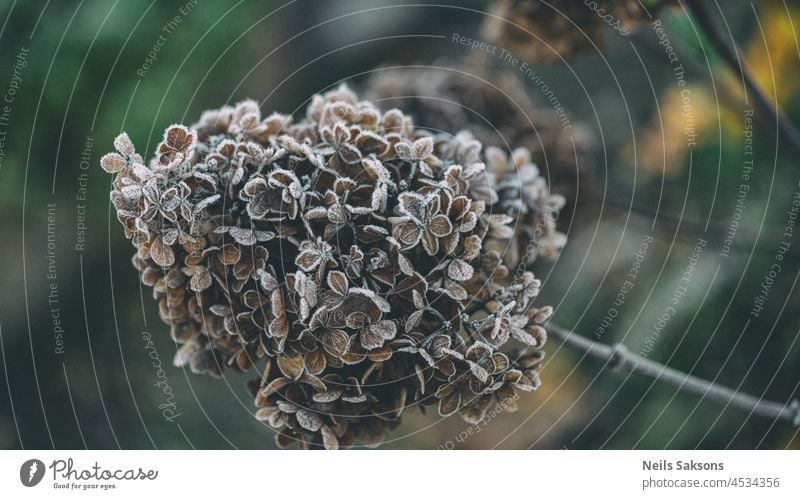 gelbe trockene Hortensie Blume Cluster mit Frost in kalten November Morgen goldenen Sonnenaufgang Licht bedeckt Herbst Hintergrund Schönheit Blütezeit