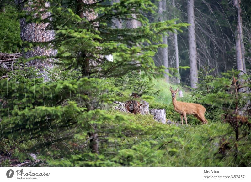 reebok Umwelt Natur Baum Sträucher Wald Tier Wildtier 1 beobachten Reh Wildwechsel Ricke Pflanze Idylle Landschaft Jagd Jagdrevier Hügel Wachsamkeit Farbfoto