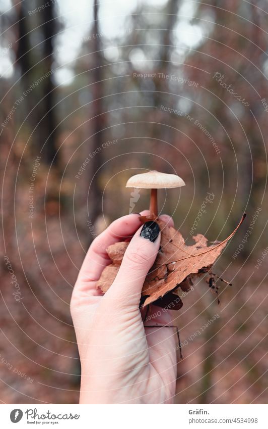 Hand hält Pilz mit Herbstlaub hochhalten Wald Nahaufnahme Natur Makroaufnahme Tag natürlich Menschenleer Außenaufnahme Pflanze Pilzsucher Wachstum