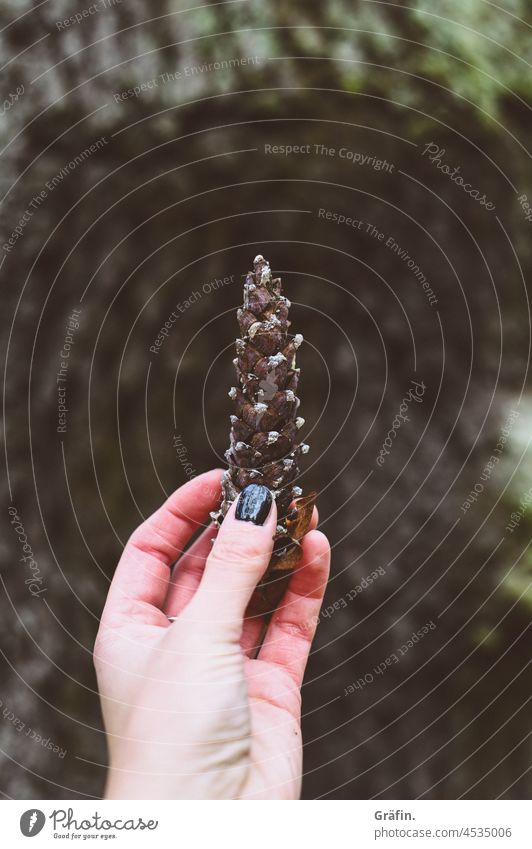 Tannenzapfen im Wald in der Hand hochhalten waldgebiet Mensch Außenaufnahme herbstlich herbstliche Stimmung Herbstgefühle Stimmungsbild Natur Unschärfe