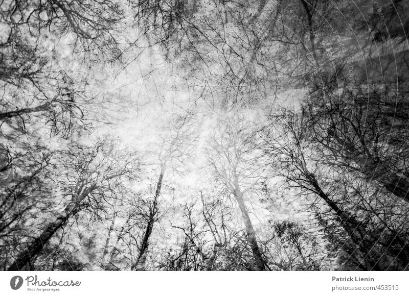 Lost in the Forest Umwelt Natur Landschaft Pflanze Urelemente Himmel Wetter Wald Stimmung ästhetisch bizarr Endzeitstimmung entdecken Inspiration komplex