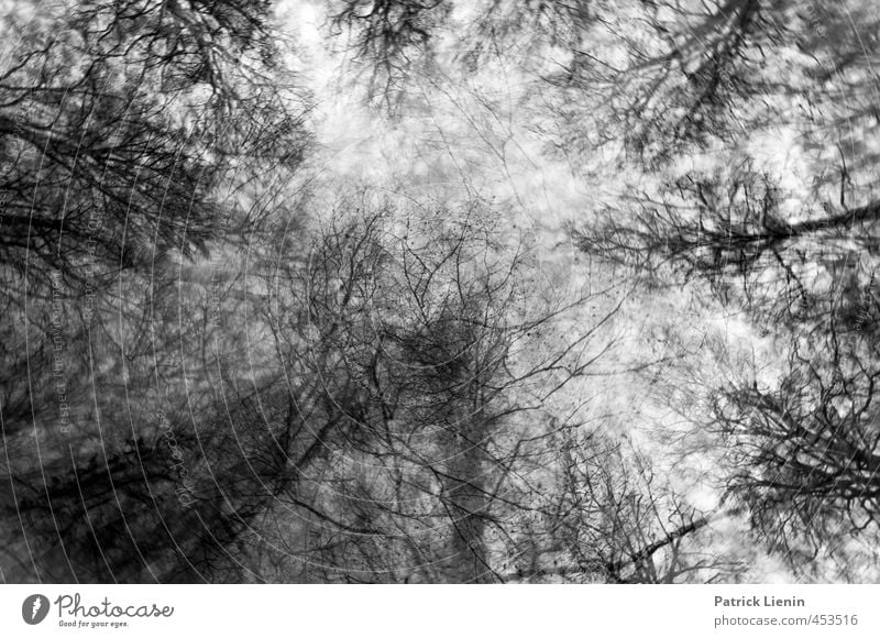 Enchanted Forest Winter Umwelt Natur Landschaft Pflanze Urelemente Himmel Wetter Wald entdecken ästhetisch nachhaltig Stimmung Verzweiflung Unglaube bizarr