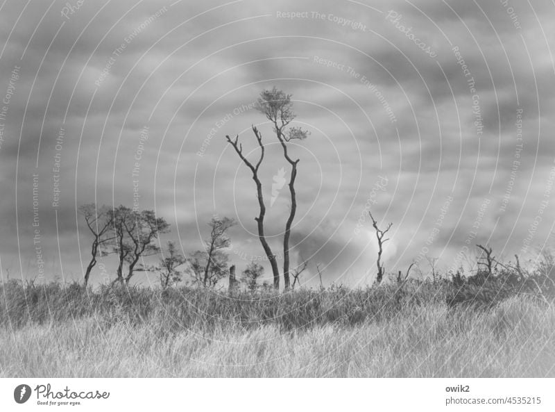 Krumme Hölzer Landschaft Natur Ostseestrand Ferne Tag dramatisch Horizont Wetter Wind Windflüchter Baum Umwelt Außenaufnahme Holz Wachstum Baumstämme Neigung