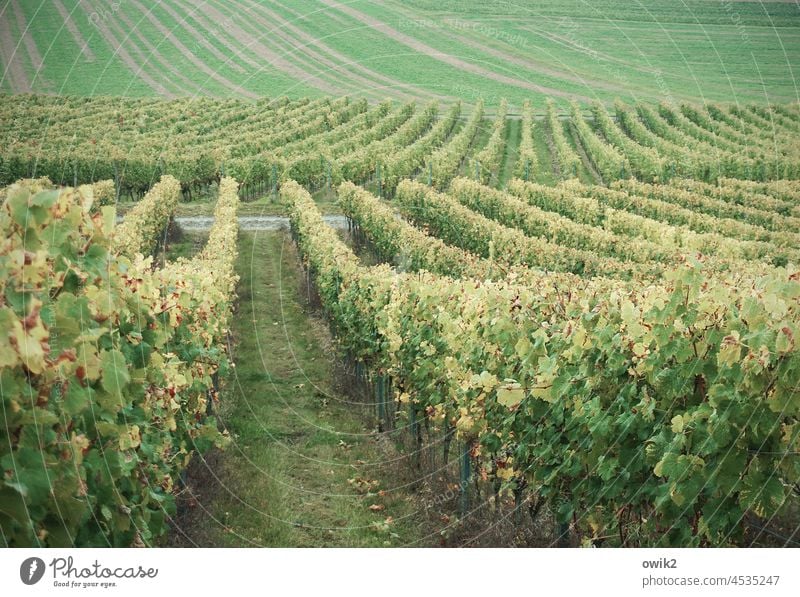 Reihweise Weinberg Idylle Weingut Berghang Nutzpflanze Schönes Wetter Landschaft Menschenleer Landwirtschaft Landkreis Kitzingen Unterfranken Kulturlandschaft