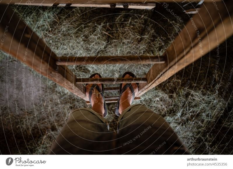 Junger Landwirt in Sandalen steht auf alter Holzleiter im Stall Landwirtschaft landwirtschaftlich Landwirte stallung stallarbeit stallbursche Flipflops