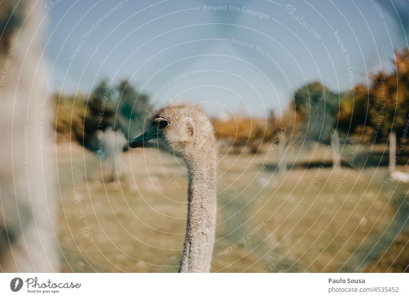 Straußenporträt Straußenfedern Farbfoto Tier Wildtier Vogel Tierporträt Außenaufnahme Tiergesicht Nahaufnahme Textfreiraum oben Menschenleer Tag Natur 1 Blick