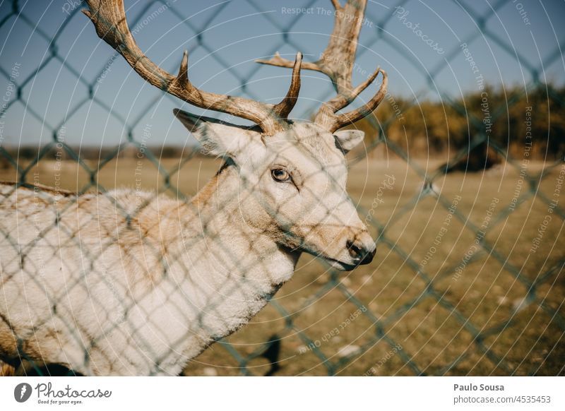 Porträt eines Hirsches Hirschkopf Tierliebe Natur braun Tag Reh Wildtier Tierporträt Außenaufnahme Farbfoto Zoo Umwelt grün Säugetier Tiergesicht