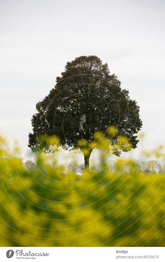 Baum hinter einem blühenden Senffeld Wintersenf Blüten Solitairbaum Feld Landwirtschaft Gründünger Solitairebaum ländlich einzelner Baum bewölkter himmel