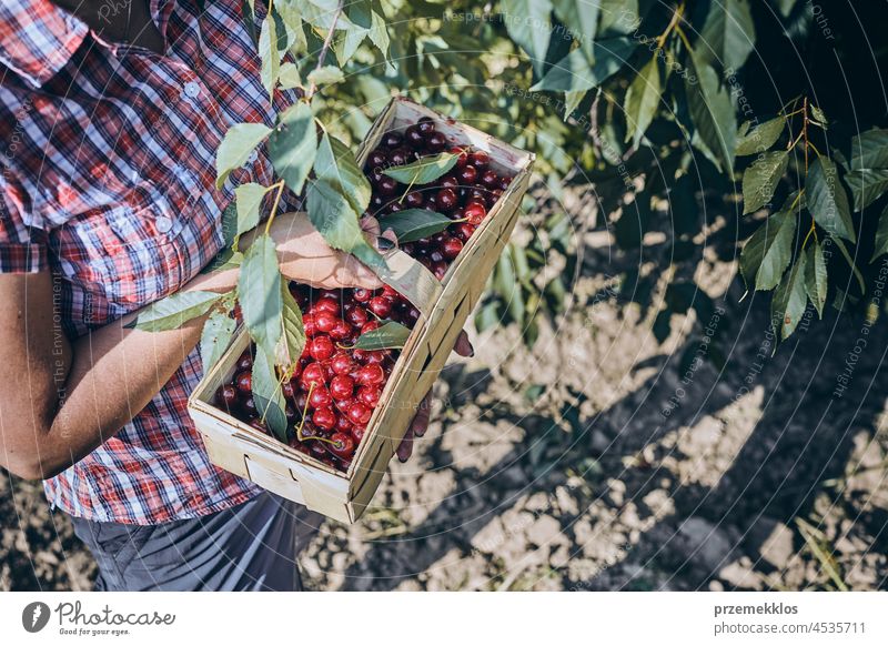 Frau pflückt Kirschen im Obstgarten. Gärtner bei der Arbeit im Garten Kommissionierung Frucht Landwirt Ernte pflücken Sammeln saftig Wachstum horizontal Frische