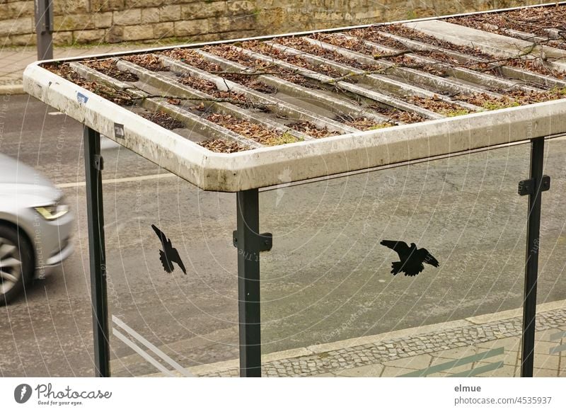 Blick auf ein laubbedecktes Buswartehäuschen in einer verkehrsreichen Straße mit Glaswänden, an denen zur Sicherheit der Fahrgäste Vogelpiktogramme angebracht sind / öffentlicher Personennahverkehr