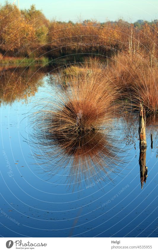 Herbst im Moor - Moorsee,Gräser,Sträucher und abgestorbene Baumstämme im Sonnenlicht mit Spiegelung und blauem Himmel Gras Strauch schönes Wetter Moorlandschaft